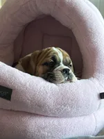 Rocko, a male English Bulldog and Puggle for sale in Buffalo, NY – Photo 1 of 3