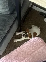 Rocko, a male English Bulldog and Puggle for sale in Buffalo, NY – Photo 2 of 3