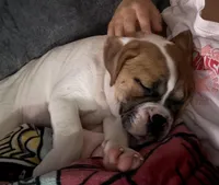 Rocko, a male English Bulldog and Puggle for sale in Buffalo, NY – Photo 3 of 3