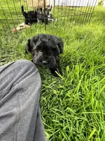 Oakley, a female Havanese for sale in Wooster, OH – Photo 4 of 4