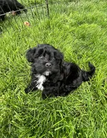 Oakley, a female Havanese for sale in Wooster, OH – Photo 2 of 4