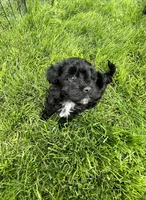 Oakley, a female Havanese for sale in Wooster, OH – Photo 3 of 4