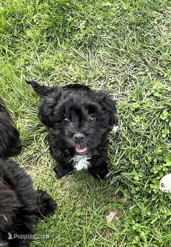 Oakley – Havanese puppy for sale in Wooster, OH