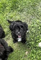 Oakley, a female Havanese for sale in Wooster, OH – Photo 1 of 4
