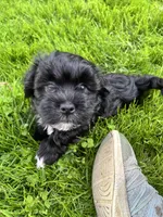 Tulip, a female Havanese for sale in Wooster, OH – Photo 2 of 4