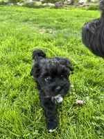 Tulip, a female Havanese for sale in Wooster, OH – Photo 3 of 4