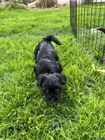 Tulip, a female Havanese for sale in Wooster, OH – Photo 4 of 4