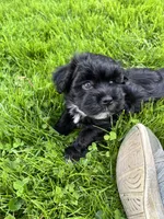 Tulip, a female Havanese for sale in Wooster, OH – Photo 1 of 4