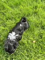 Pistachio , a female Havanese for sale in Wooster, OH – Photo 5 of 5