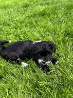 Pistachio , a female Havanese for sale in Wooster, OH – Photo 4 of 5