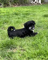 Pistachio , a female Havanese for sale in Wooster, OH – Photo 2 of 5