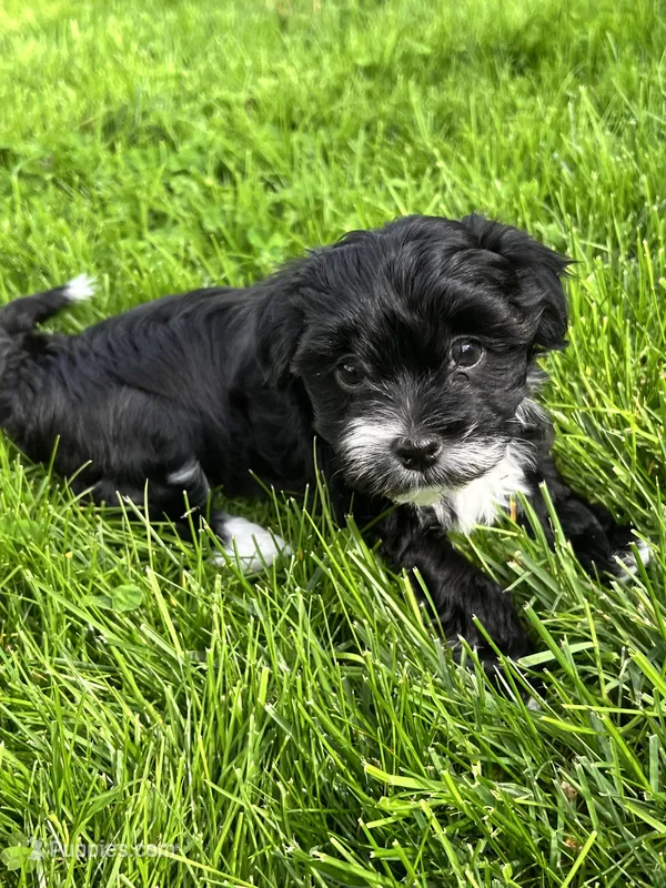 Pistachio  – Havanese puppy for sale in Wooster, OH