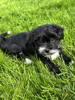 Pistachio , a female Havanese for sale in Wooster, OH – Photo 1 of 5