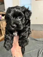 Paddington, a male Havanese for sale in Wooster, OH – Photo 5 of 7