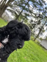 Paddington, a male Havanese for sale in Wooster, OH – Photo 2 of 7