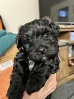 Paddington, a male Havanese for sale in Wooster, OH – Photo 6 of 7