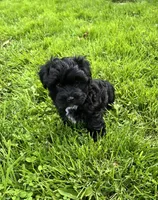 Paddington, a male Havanese for sale in Wooster, OH – Photo 4 of 7