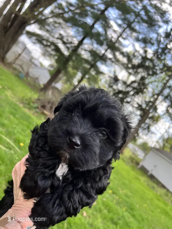 Paddington – Havanese puppy for sale in Wooster, OH