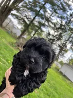 Paddington, a male Havanese for sale in Wooster, OH – Photo 1 of 7