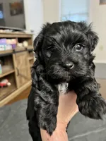 Paddington, a male Havanese for sale in Wooster, OH – Photo 7 of 7