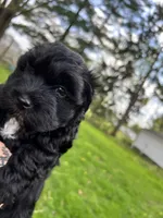 Paddington, a male Havanese for sale in Wooster, OH – Photo 3 of 7