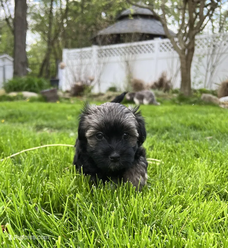 Brownie – Havanese puppy for sale in Wooster, OH