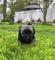 Brownie, a female Havanese for sale in Wooster, OH – Photo 1 of 5