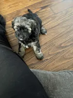 Brownie, a female Havanese for sale in Wooster, OH – Photo 4 of 5