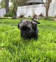 Brownie, a female Havanese for sale in Wooster, OH – Photo 3 of 5