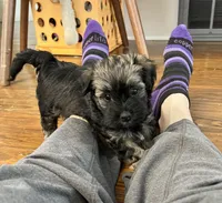 Brownie, a female Havanese for sale in Wooster, OH – Photo 2 of 5