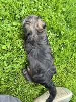 Brownie, a female Havanese for sale in Wooster, OH – Photo 5 of 5