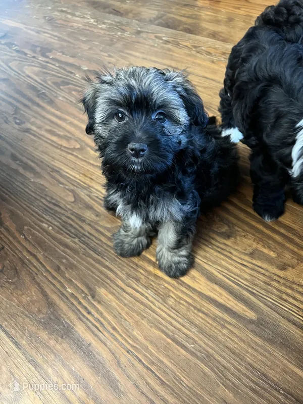 Brownie – Havanese puppy for sale in Wooster, OH