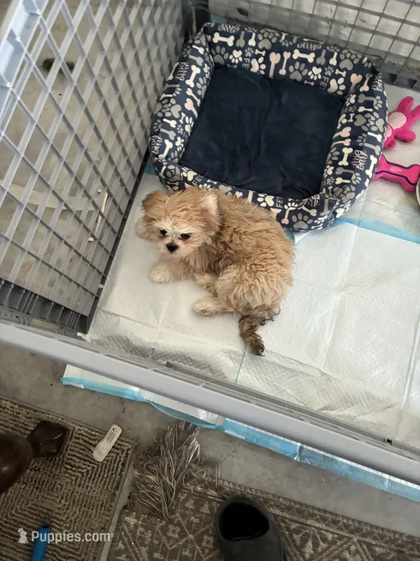 Ace  – Lhasa Apso, Shih Tzu puppy for sale in Davenport, FL