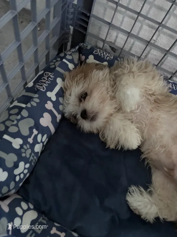 Ace  – Lhasa Apso, Shih Tzu puppy for sale in Davenport, FL