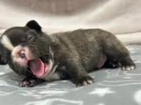 Jake , a male French Bulldog for sale in Mullins, SC – Photo 2 of 4