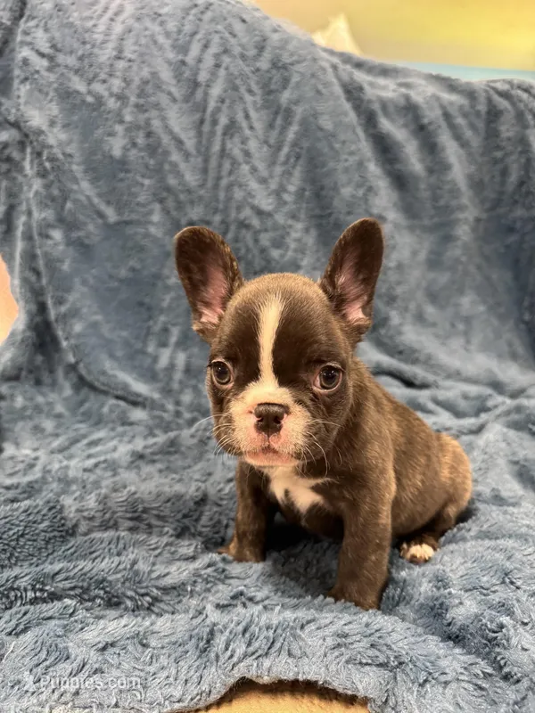 Jake  – French Bulldog puppy on hold in Mullins, SC