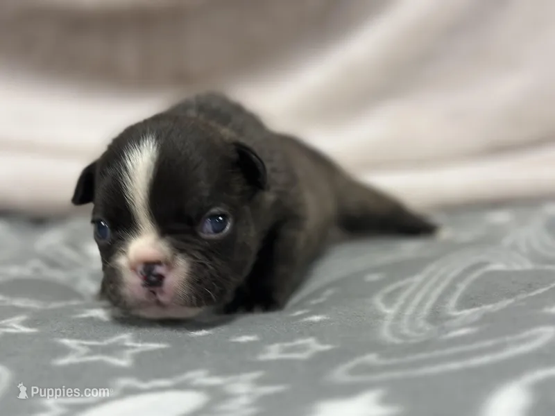 Jake  – French Bulldog puppy for sale in Mullins, SC