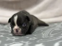 Jake , a male French Bulldog for sale in Mullins, SC – Photo 1 of 4