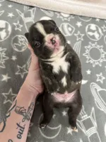 Jake , a male French Bulldog for sale in Mullins, SC – Photo 4 of 4