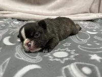 Jake , a male French Bulldog for sale in Mullins, SC – Photo 3 of 4