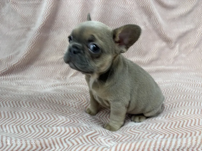 Quinn  – French Bulldog puppy on hold in Mullins, SC