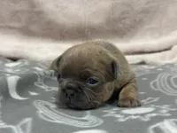 Quinn , a female French Bulldog for sale in Mullins, SC – Photo 2 of 5