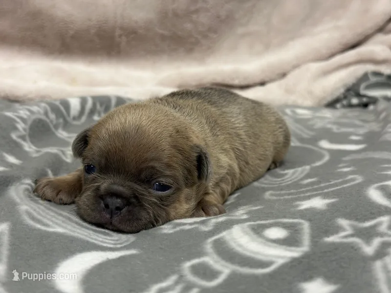 Quinn  – French Bulldog puppy for sale in Mullins, SC