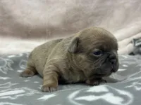 Quinn , a female French Bulldog for sale in Mullins, SC – Photo 4 of 5