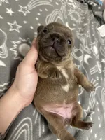 Quinn , a female French Bulldog for sale in Mullins, SC – Photo 5 of 5