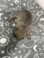 Quinn , a female French Bulldog for sale in Mullins, SC – Photo 3 of 5