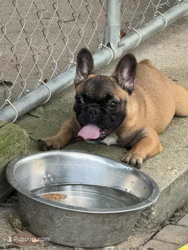 Tater Tot – French Bulldog puppy for sale in Mullins, SC