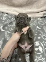 Huck , a male French Bulldog for sale in Mullins, SC – Photo 4 of 6