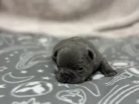 Huck , a male French Bulldog for sale in Mullins, SC – Photo 2 of 6