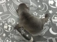 Huck , a male French Bulldog for sale in Mullins, SC – Photo 3 of 6